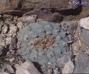 Lophophora williamsii v. texana (Texas) JL.jpg